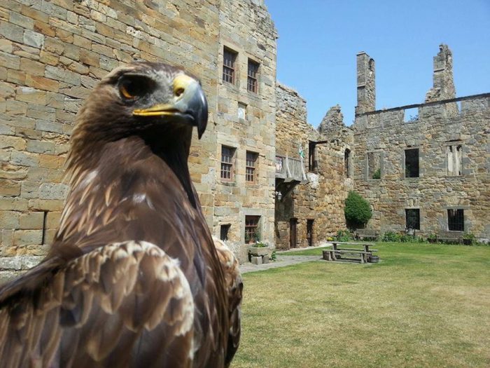 Venues Elite Falconry Fife Falconry Centre