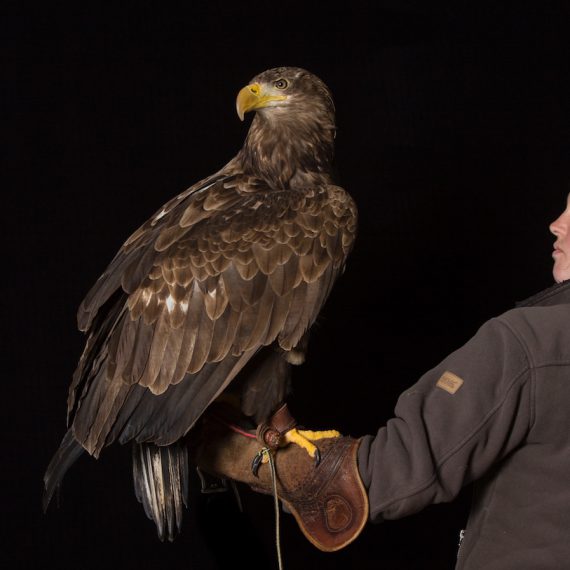 Birds of Prey Image Gallery - Elite Falconry - Cluny, Fife