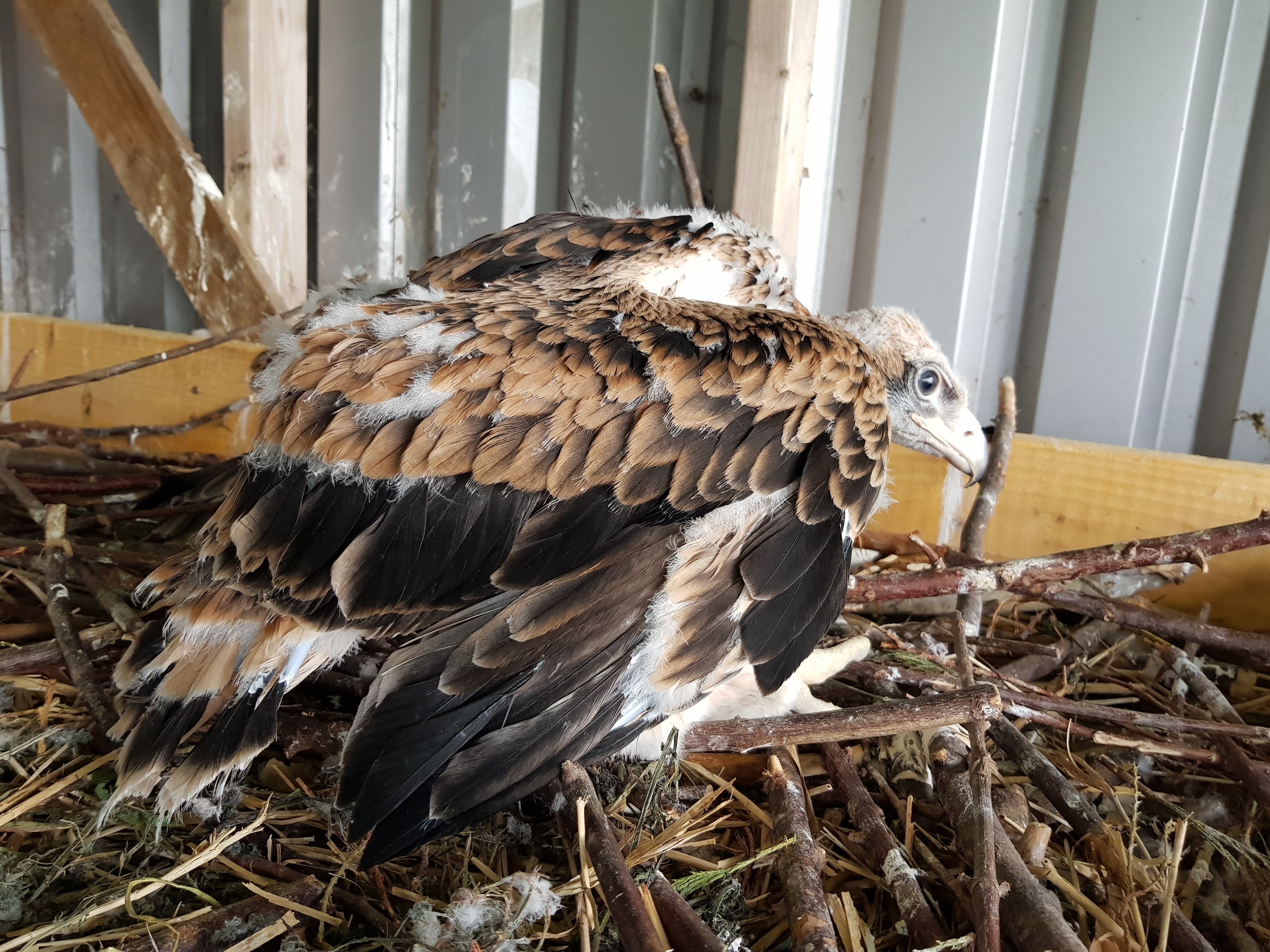 Brief foray into eagle aviary sees excitement build. - Elite Falconry