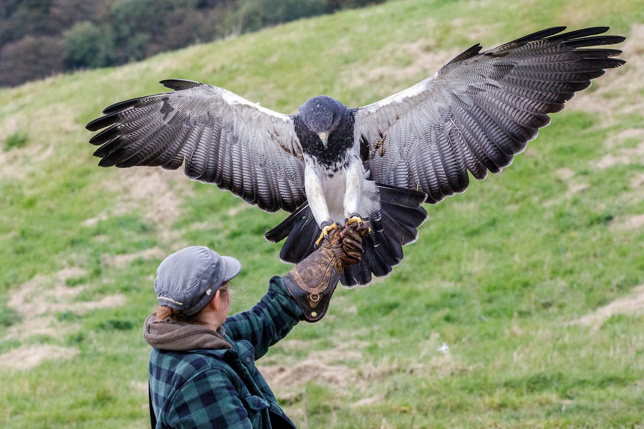 Brief foray into eagle aviary sees excitement build. - Elite Falconry