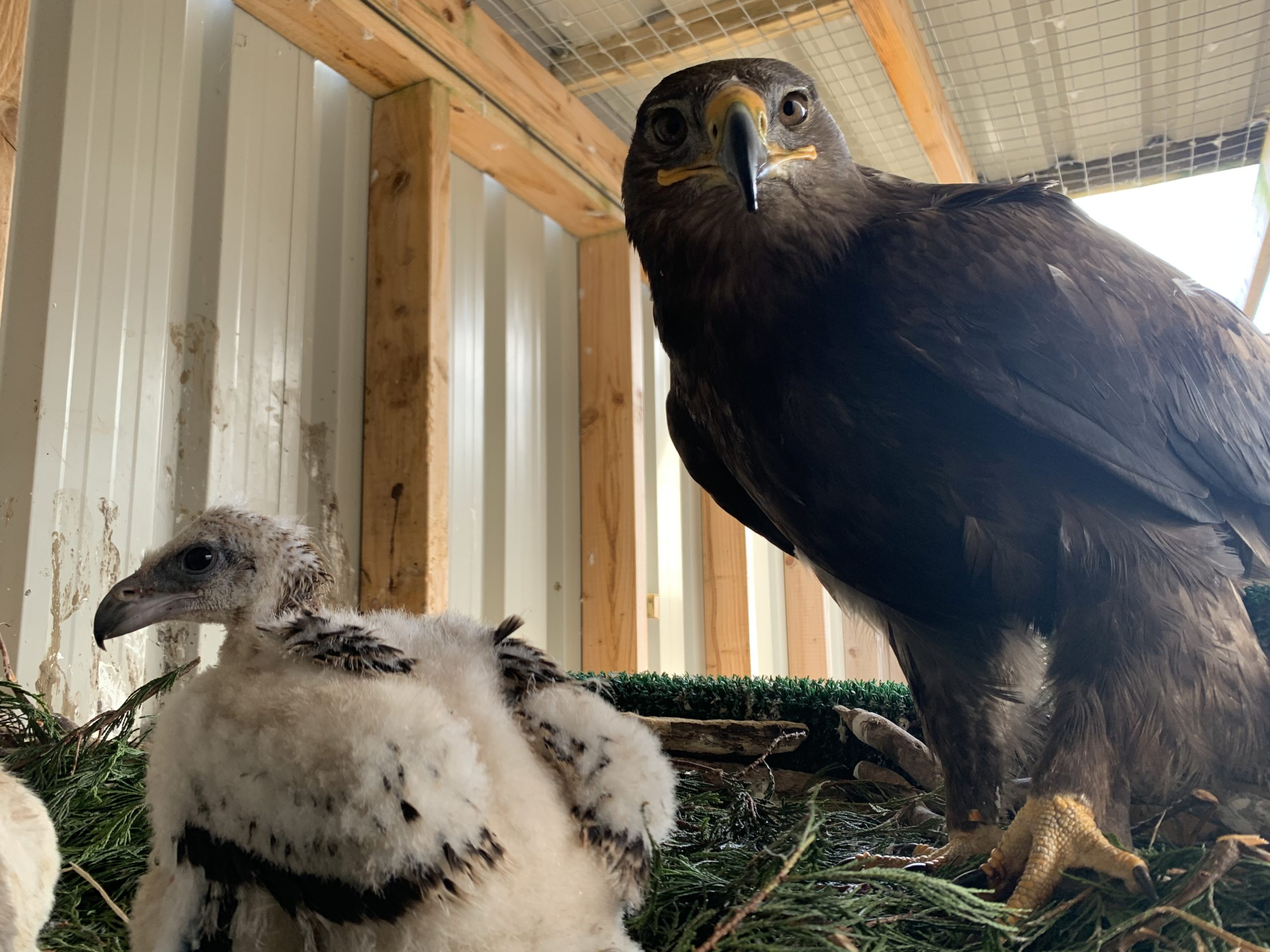 Brief foray into eagle aviary sees excitement build. - Elite Falconry